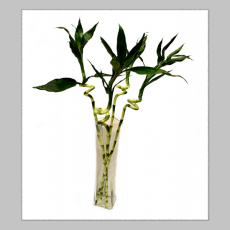 بامبو شاخه ای خارجی(بدون گلدان)
